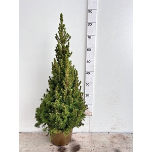 PICEA GL DECEMBER