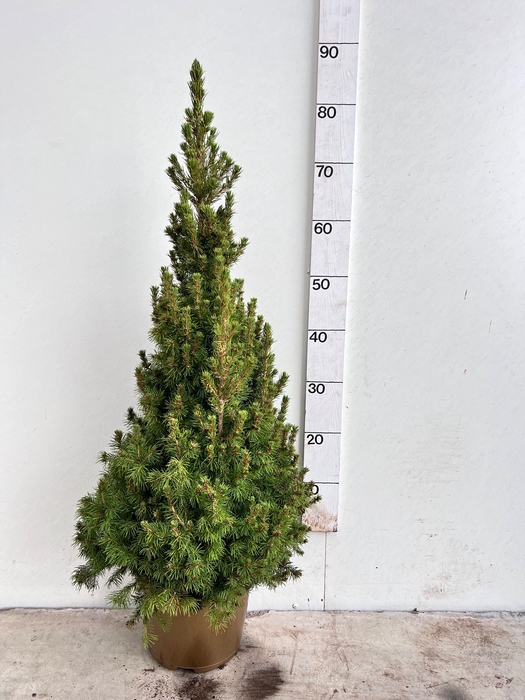 <h4>PICEA GL DECEMBER</h4>