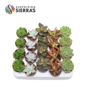 Sierra's® - Sevilla Succulent Mix (Deluxe)