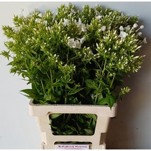 PHLOX P DAVID