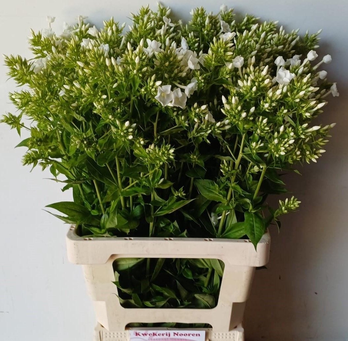 <h4>PHLOX P DAVID</h4>