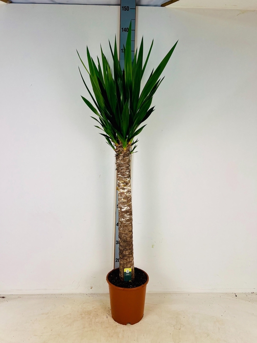 <h4>YUC ELEPHANTIPES</h4>