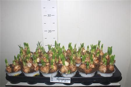 <h4>Narc O Tete A Tete</h4>