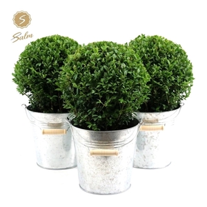 Buxus semp. Ball Ø20cm P17 in Zinc Old-Look