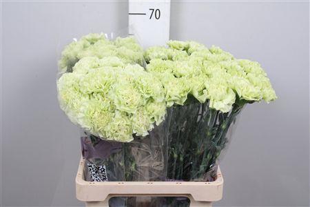 <h4>Di St Lege Verde</h4>