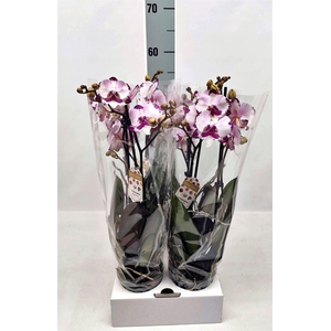 Phalaenopsis   ...white