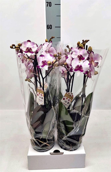 <h4>Phalaenopsis   ...white</h4>