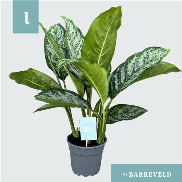 <h4>Green Agla ‘Chantal’ (Aglaonema)</h4>