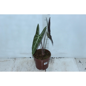 ALOCASIA LONGILOBA P17