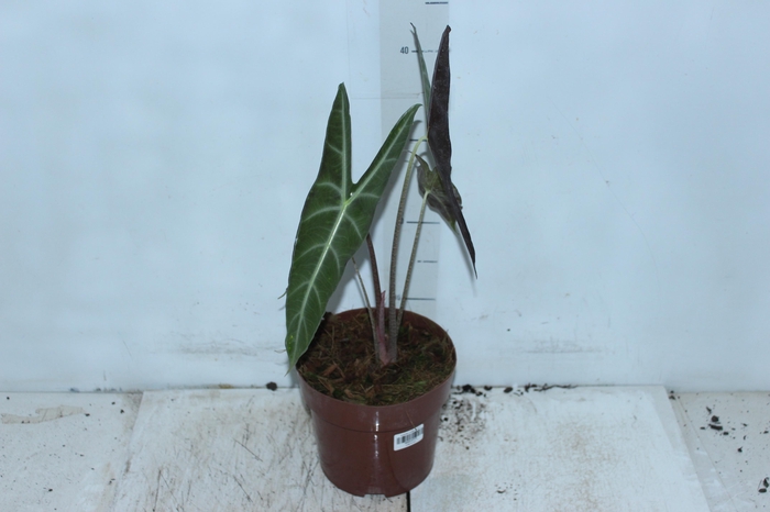 ALOCASIA LONGILOBA P17