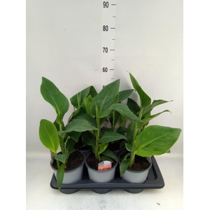 Canna  'Cannova'   ...mix