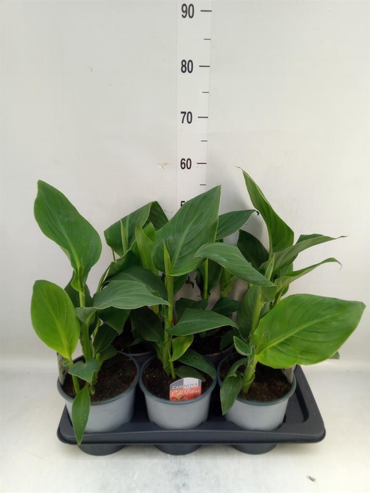 <h4>Canna  'Cannova'   ...mix</h4>