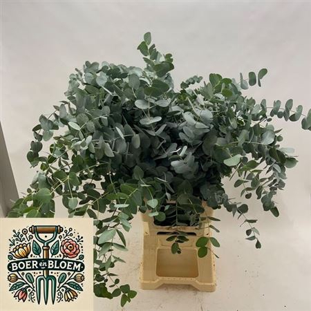 <h4>Euc Cinerea Per Bos</h4>