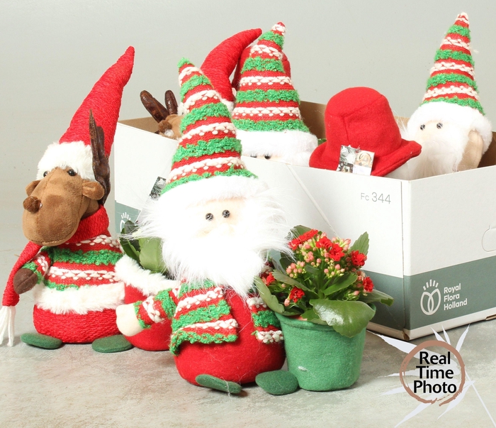 <h4>ARR KAMERPL</h4>