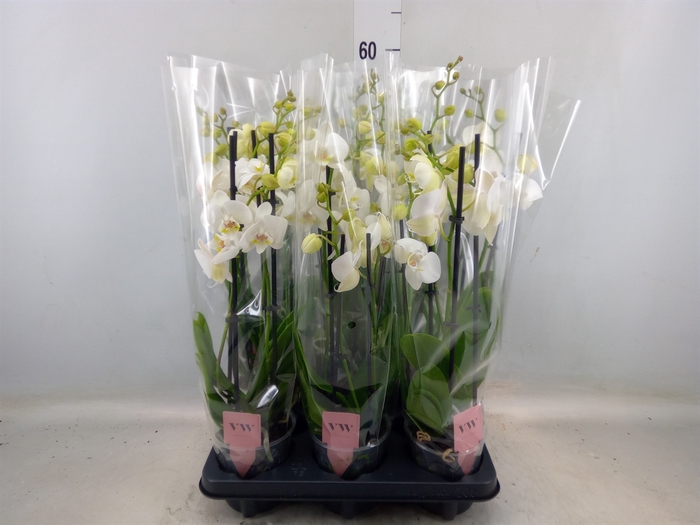 <h4>Phalaenopsis  'Ant Inverness'</h4>