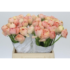 Ranunculus Clooney Gran Pastel