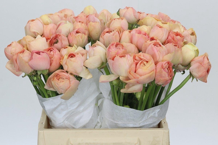 <h4>Ranunculus Clooney Gran Pastel</h4>