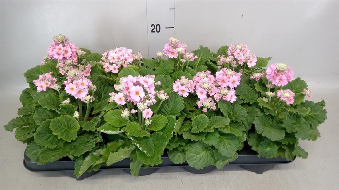 <h4>Primula malacoides</h4>