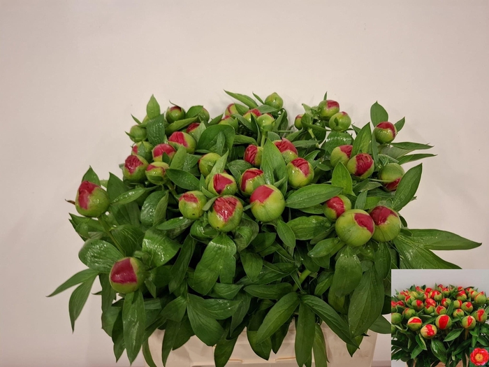 <h4>PAEO HH FLAME</h4>