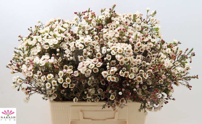 <h4>Cham Un Moonl Delight</h4>