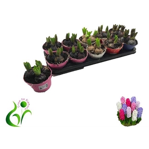 Hyacinthus orientalis mix 12Ø 12cm 3pp