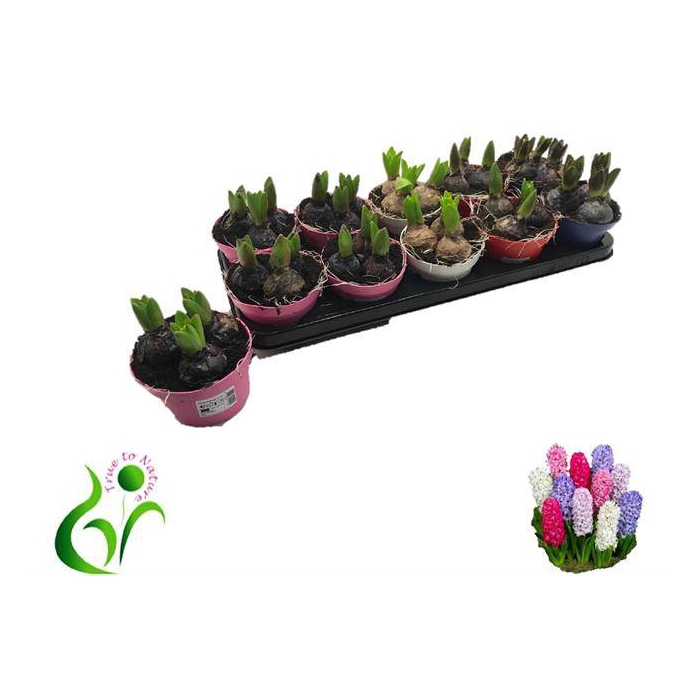 <h4>Hyacinthus orientalis mix 12Ø 12cm 3pp</h4>