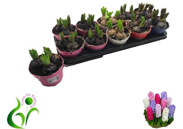 Hyacinthus orientalis mix 12Ø 12cm 3pp