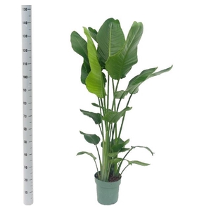STRELITZIA NICOLAI