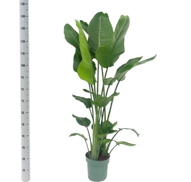 <h4>STRELITZIA NICOLAI</h4>