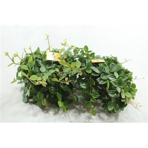 15CM ROCCA SCURO