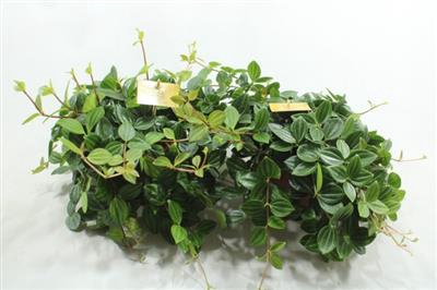 <h4>15CM ROCCA SCURO</h4>