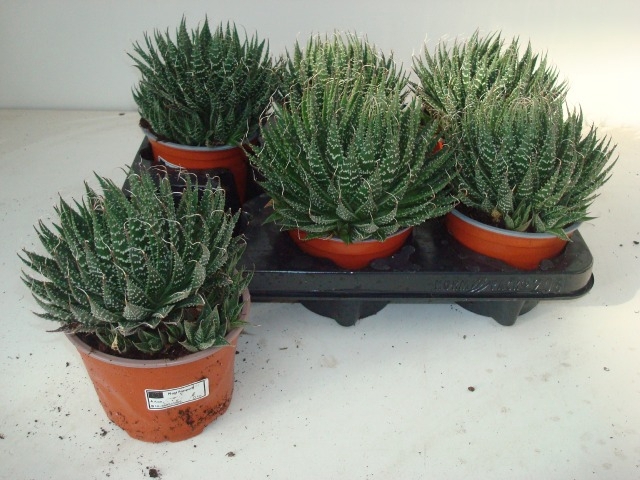 <h4>ALOE ARISTATA</h4>