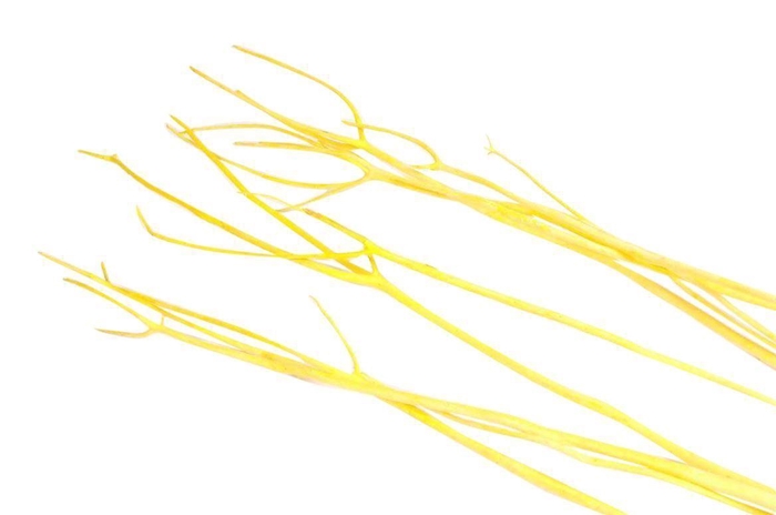 <h4>Mitsumata Flaked Yellow 3pc Bunch</h4>