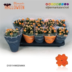 Kalanchoe double blossfeldiana Sumo Orange