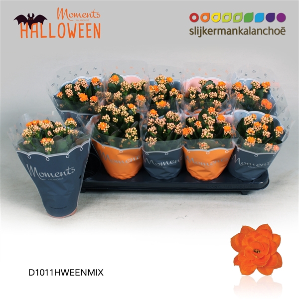 <h4>Kalanchoe double blossfeldiana Sumo Orange</h4>