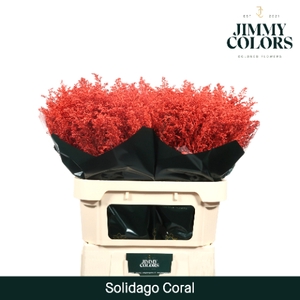 Solidago L70 Coral