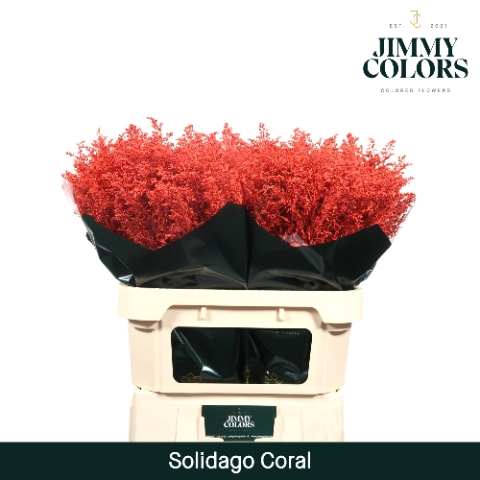 Solidago L80 Klbh. koraal