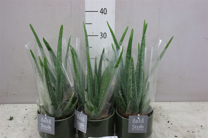 <h4>Aloe Vera Julia Groen Keramiek</h4>