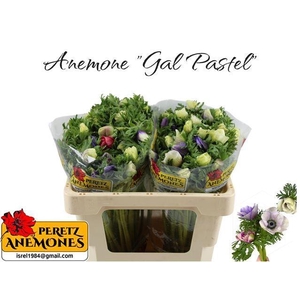 ANEM CO GALIL PASTEL