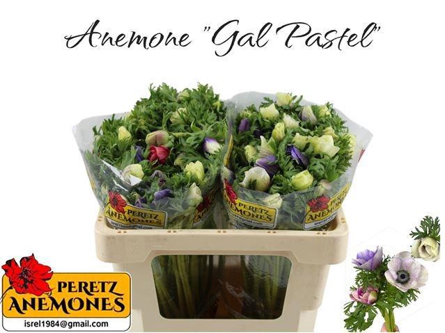 <h4>ANEM CO GALIL PASTEL</h4>