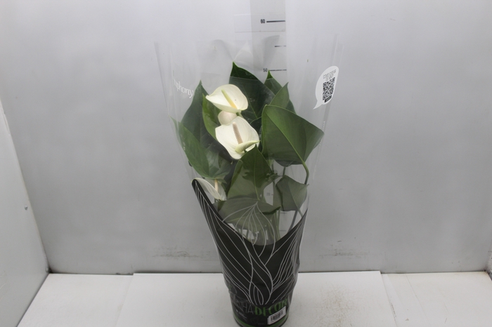 <h4>ANTHURIUM WHITE WINNER P17</h4>