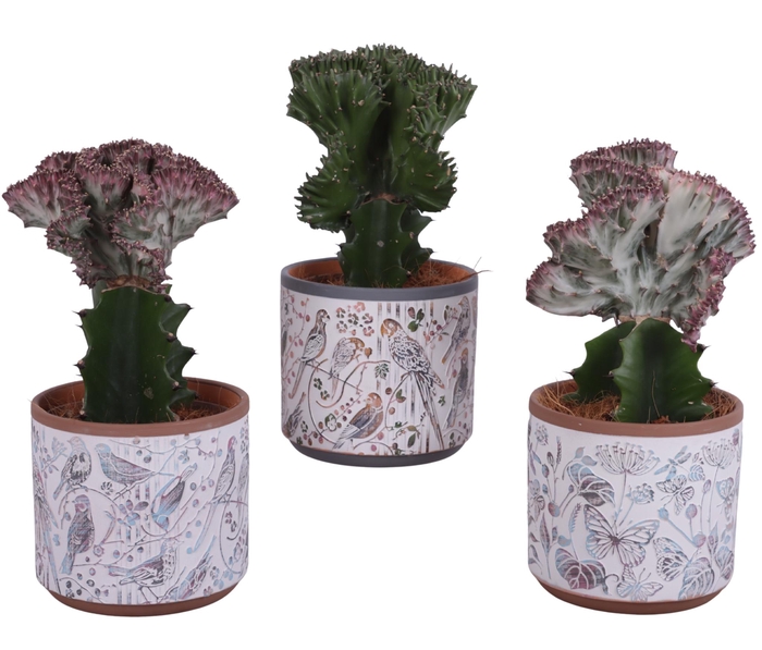 <h4>Cactus mix Euphorbia l. Ø12cm in Ø14cm Ceramic Pot Forest</h4>