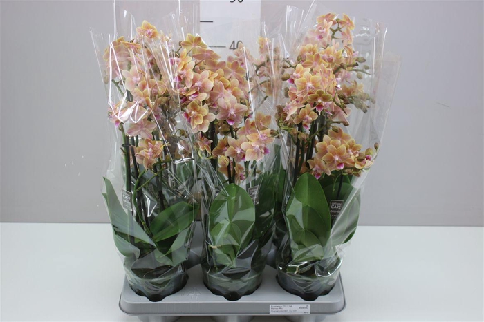 <h4>Phal Aromio Spicy 3 Tak Scented</h4>