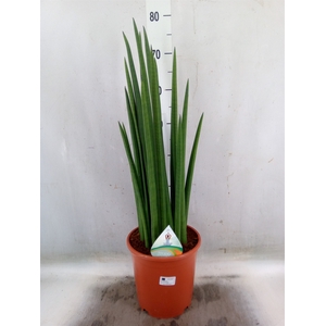 Sansevieria cyl.  ...