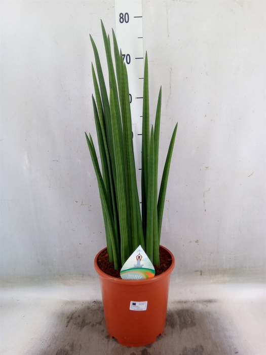 <h4>Sansevieria cyl.  ...</h4>