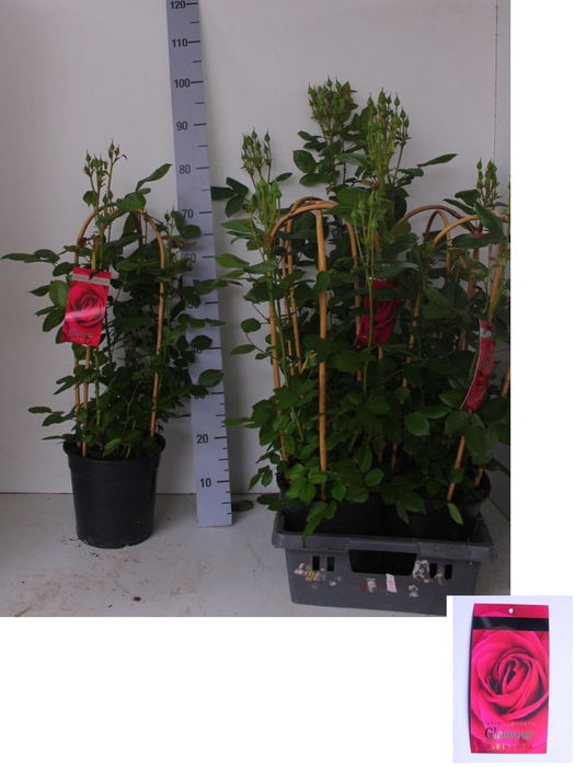 <h4>ROSA FL GLAM SELECT</h4>