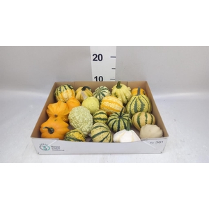 Cucumis  'Decumis'   .../stuk