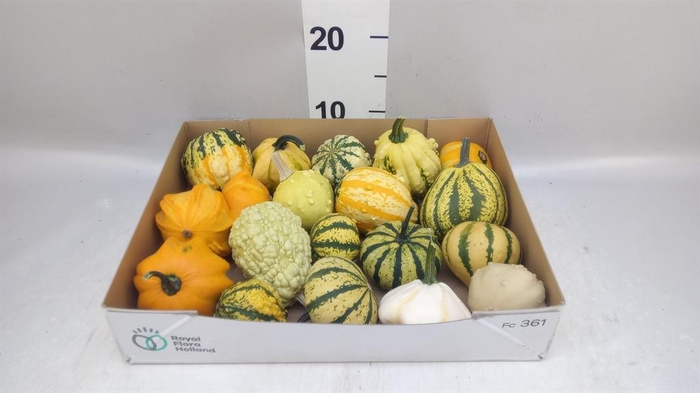 <h4>Cucumis  'Decumis'   .../stuk</h4>