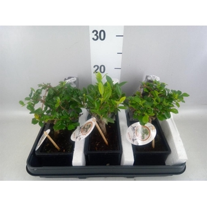 Bonsai   ...mix