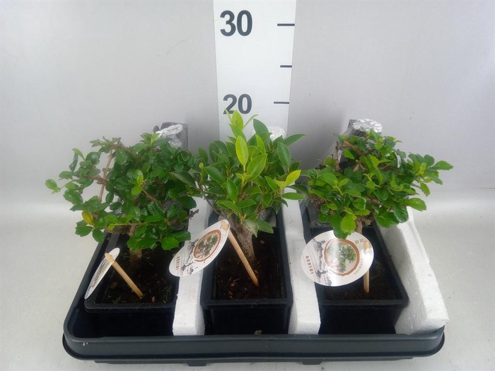 <h4>Bonsai   ...mix</h4>